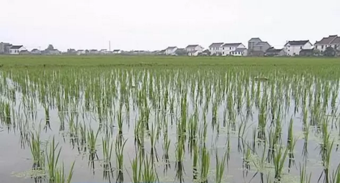 如皋农技专家实地讲解管理技术　梅雨季节确保水稻丰产丰收-雉水网