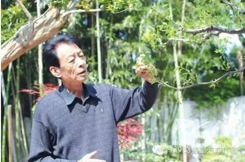 “身边的工匠精神”之盆景艺术大师花汉民-雉水网