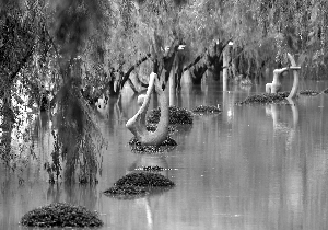 沿江苏南启动防汛Ⅱ级应急响应大运河停航-雉水网