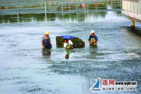 连云港蔷薇湖水草旺盛工作人员进行清理-雉水网