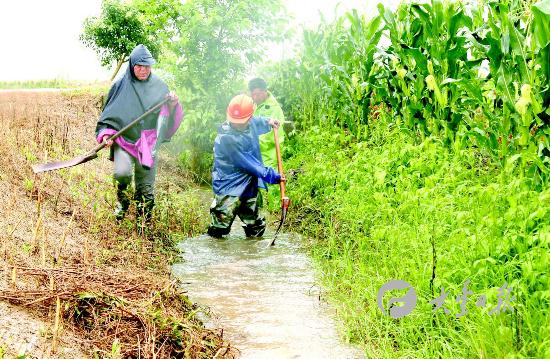 盐城大丰农田排水降渍确保作物稳产增收-雉水网