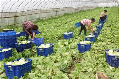 南通海门常乐果蔬基地常年牵手国际连锁店-雉水网