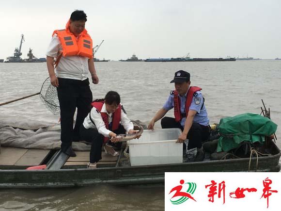 南通港闸放生野生中华鲟 或因大雨误入渔网-雉水网