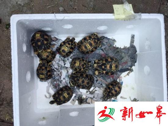 常州破最大贩卖濒危野生动物案 贩陆龟6000只-雉水网