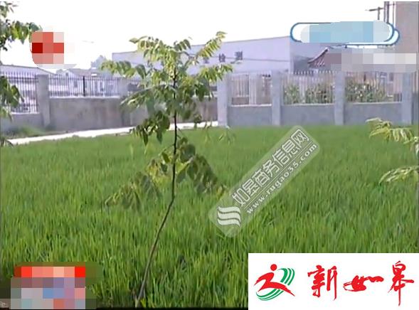 如皋九华稻田灌溉设施损坏 7旬老人每天手动抽水浇灌-雉水网