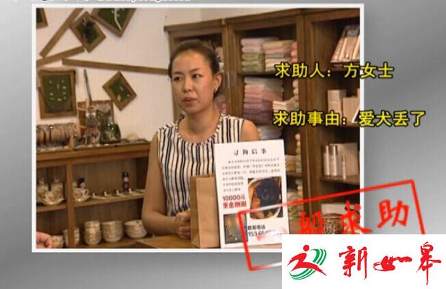 如皋市民重金悬赏1万元寻狗　黑色泰迪于安定广场附近走丢-雉水网