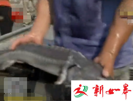 如皋渔民2月内捕到7条野生中华鲟 拒绝数千元高价全部放生-雉水网