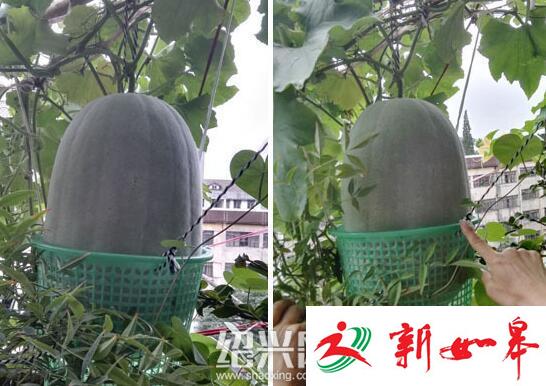 大姐泼出一盆洗菜水 阳台意外长冬瓜-雉水网