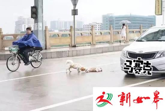 东莞一狗狗被撞死 同伴在路中央相守-雉水网
