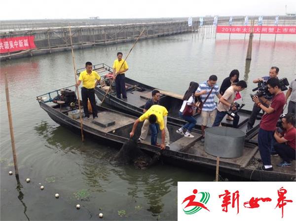 苏州太湖大闸蟹开捕上市 价格要150元每斤(视频)-雉水网