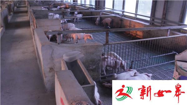 七旬老人救落水小猪溺水身亡-雉水网