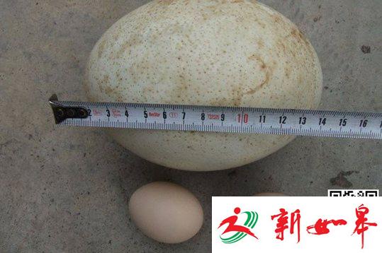 云南一村民山中捡到一枚巨蛋 森林公安调查来源-雉水网