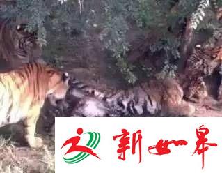 长春动植物公园回应“老虎被咬死”:属正常现象-雉水网