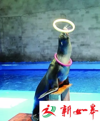 中秋穿旗袍免费畅游水绘园　海狮鹦鹉木偶戏轮番上演-雉水网