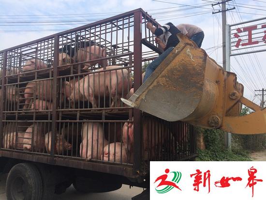 司机途中掉落380斤肥猪 民警帮忙拾到者刀下留猪-雉水网