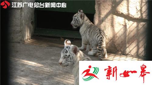 红山动物园诞生双胞胎小白虎 虎娃很萌很凶-雉水网