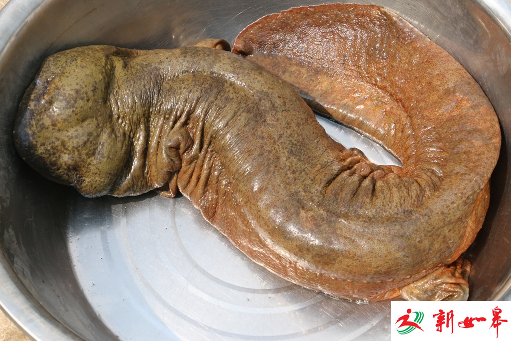 罕见！镇江村民捕获12斤多重“娃娃鱼” 主动上交-雉水网