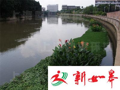 南京治理黑臭河 首次投放食藻虫实现生态修复-雉水网