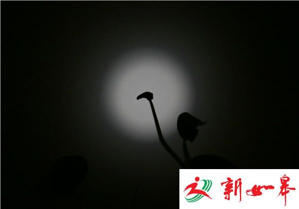 南京月色朦胧-雉水网