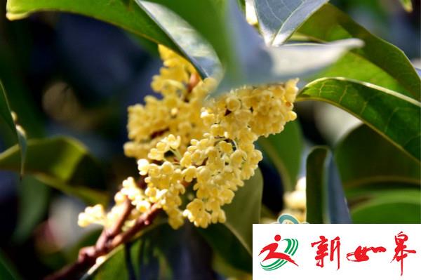 常州第四届桂花节9月22日开幕！千株桂花等您来闻香-雉水网