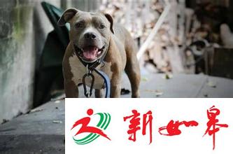 江苏每年三四十人死于狂犬病-雉水网