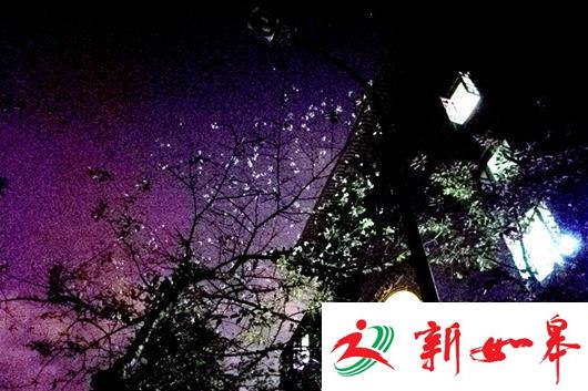 武大绽放十月樱！气温回升樱树以为春天到了-雉水网