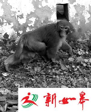 泼猴隔三差五“光顾”小区 鸡蛋猕猴桃连吃带拿-雉水网