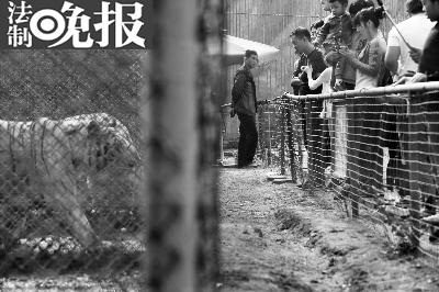 八达岭野生动物园安全员每天喊300遍