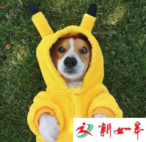 加拿大“网红”柯基犬因病辞世 牵动数万粉丝心-雉水网