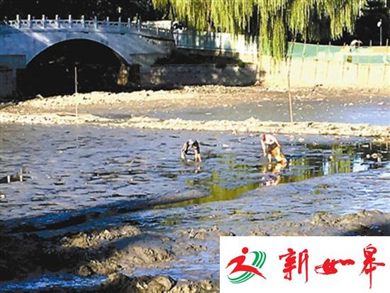 北京一公园施工：观赏鱼遭捕捞 半小时卖七八百斤-雉水网