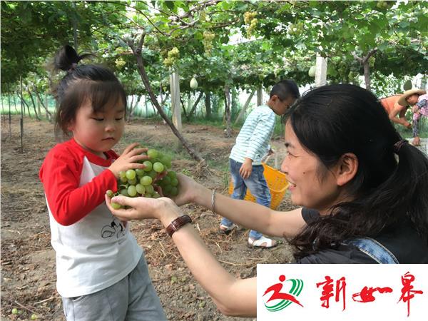 盐城：金秋葡萄甜如蜜  市民下乡采摘乐-雉水网