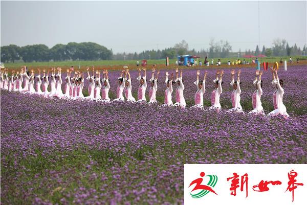 普罗旺斯花海秀瑜伽-雉水网