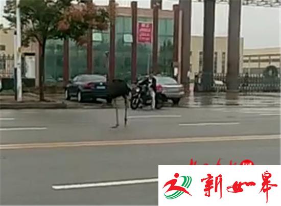 任性鸵鸟马路上飞奔 警察围追1小时制服-雉水网