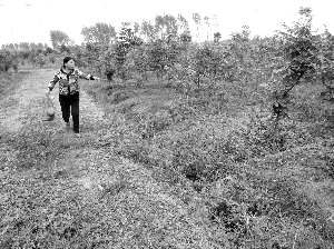 检方介入调查 剩余眼镜蛇可能依法扑杀-雉水网