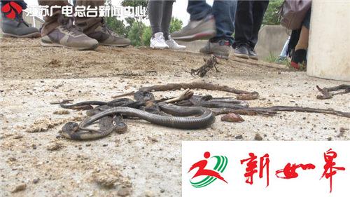 春益养殖场上千条活蛇被暂扣 或移交或无害化处理-雉水网