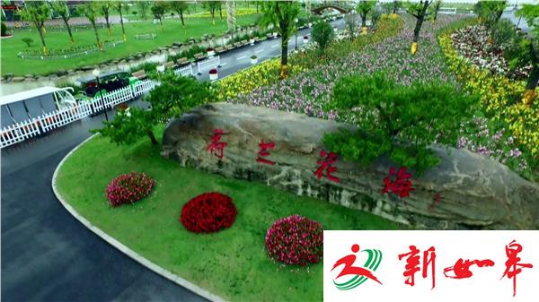 盐城荷兰花海  为游客打造视觉盛宴-雉水网