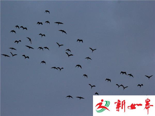 金秋十月 “群雁航班”在秋风中启航-雉水网