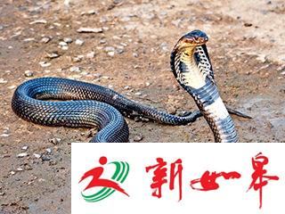 毒蛇出逃，只是惊起我们一身冷汗吗-雉水网