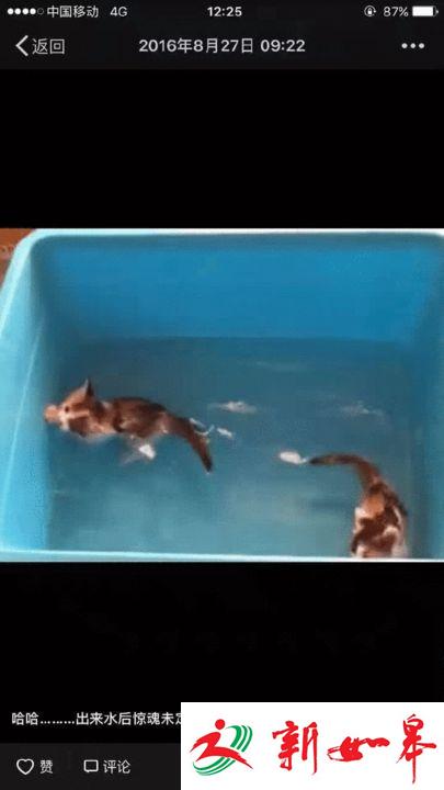 校工虐猫发朋友圈引不满 学校称已对其进行批评-雉水网