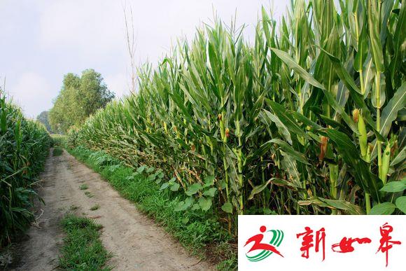 女童家门口玩耍丢失后尸体现玉米地 嘴唇乌青-雉水网