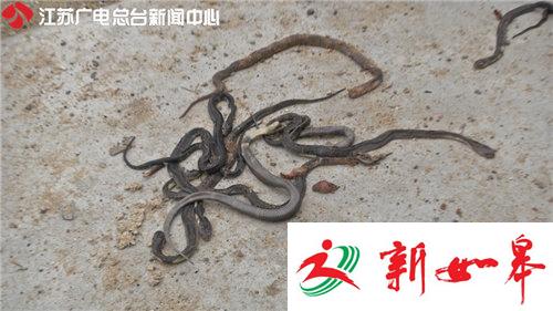百余人地毯式搜索50条逃逸眼镜蛇 养殖场存纰漏-雉水网