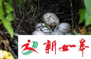 “大学生掏鸟案”家属申诉被驳回 犯人被判10年半-雉水网