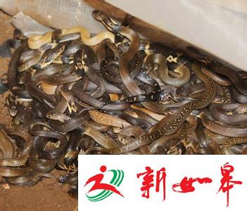 南京警方介入眼镜蛇外逃事件 涉事养殖场已被查封-雉水网