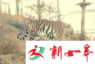 网友称发现疑似西宁动物园出逃老虎 动物园辟谣-雉水网
