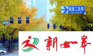 54株银杏回归北京西路，全是新丁-雉水网