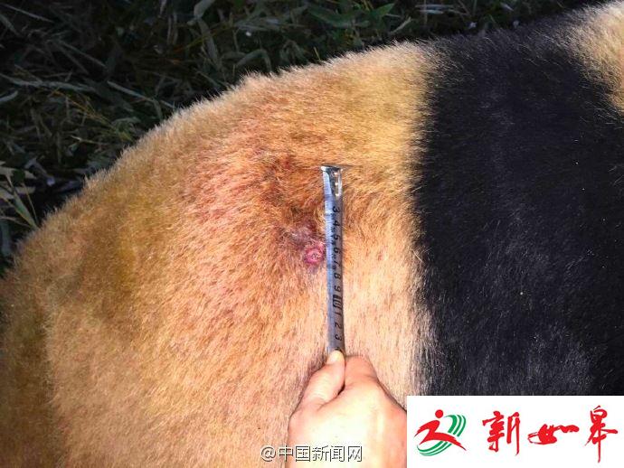 兰州动物园被曝虐待熊猫 动物园：不慎被竹子刺伤-雉水网