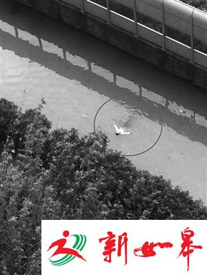 浙江一条河里漂着男子 肚子上深深地插着一把刀-雉水网