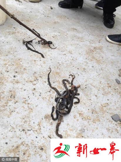 南京出逃眼镜蛇仍有50多条下落不明 伤人谁担责？-雉水网