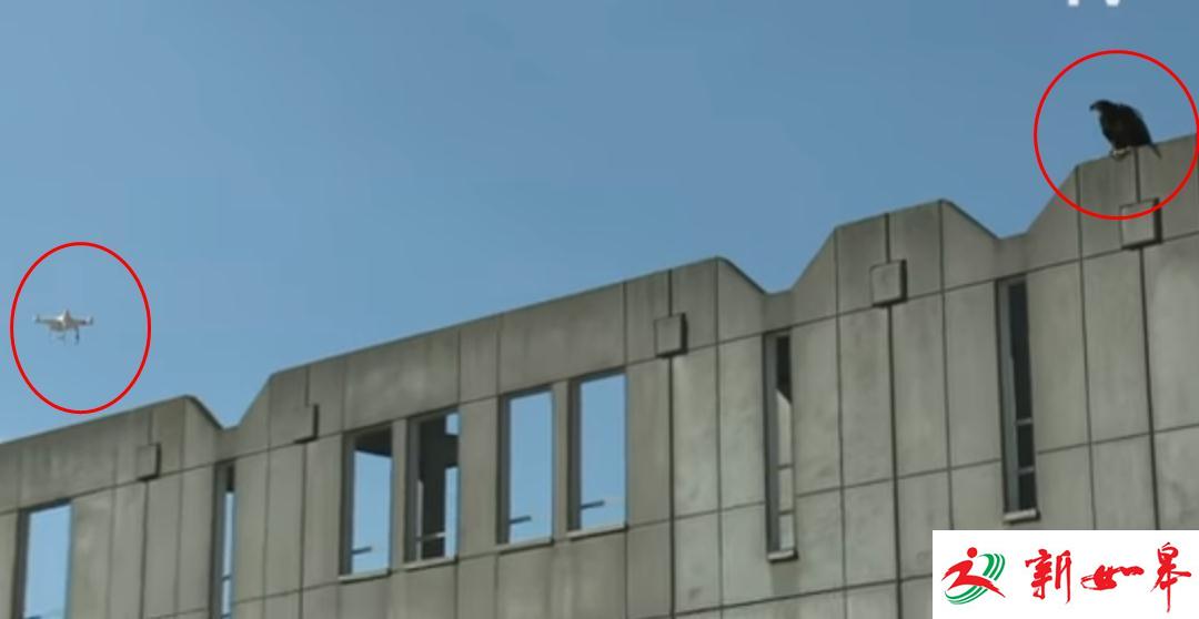 现实“老鹰捉小鸡”上演：无人机入侵老鹰领地被击落-雉水网