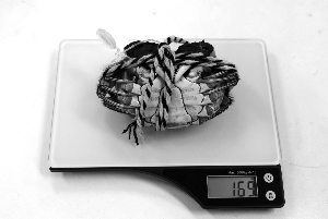 网购14只螃蟹，12只体重不达标-雉水网